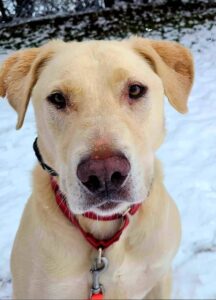 Angus: Human Reactive Rescue w/ Bite History