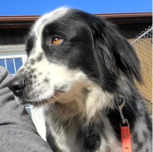 Bixby: Human Reactive Rescue from Lebanon